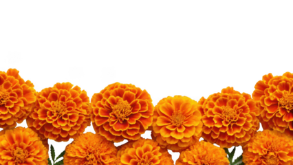 orange marigold flowers isolated on transparent background
