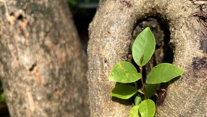 Branches that start to sprout from the stem of a growing tree.