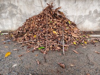 A pile of dry brown leaves
