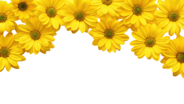  yellow daisy flowers isolated on transparent background
