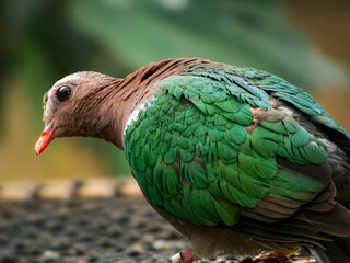 Posing Teparuru Bird on Branch 