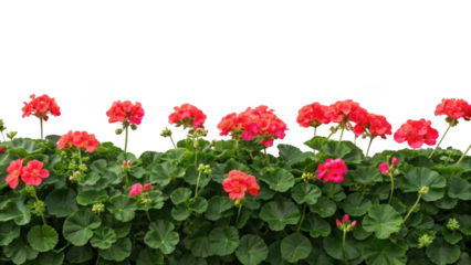  red geranium flowers isolated on transparent background