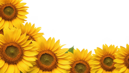 beautiful sunflowers isolated on transparent background