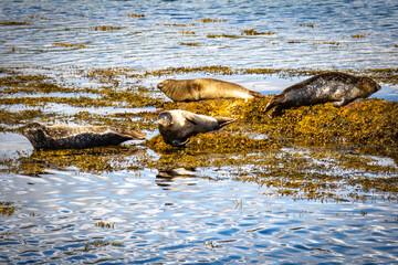 seal island, loch linnhe, harbour seals, common seal, fort william, scotland, uk