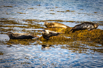 seal island, loch linnhe, harbour seals, common seal, fort william, scotland, uk