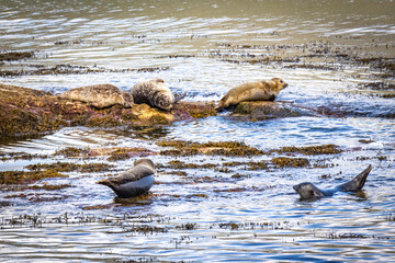 seal island, loch linnhe, harbour seals, common seal, fort william, scotland, uk