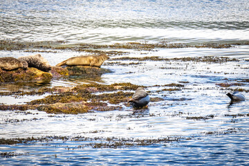 seal island, loch linnhe, harbour seals, common seal, fort william, scotland, uk