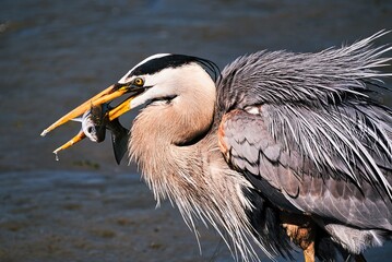 Great blue heron with a fish for lunch.