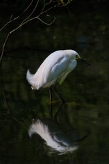 Snowy egret wading in a pond with reflections.