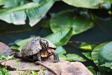 A slider turtle on rocks beside a pond with water lilies.