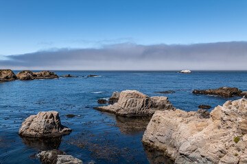 Fototapeta premium Eriophyllum staechadifolium, seaside woolly sunflower. Painters Point. Soberanes Point Trail, California State Route 1, Monterey County, California. Santa Lucia Range. 