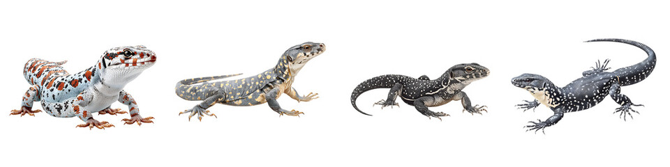 Naklejka premium Collection of Four Lizards on White Background