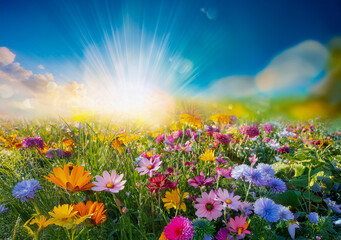Fototapeta premium Eine bunte Blumenwiese im frühling mit Sonne