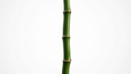 Obraz premium Close-up bamboo stalk against white