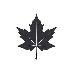 A maple leaf with a detailed texture and serrated edges, a recognizable symbol of autumn and Canada.