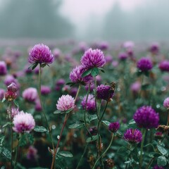 Field of Purple Flowers on a Misty Day