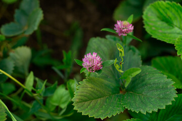 Pink red clover blossom nestled among serrated strawberry leaves in summer garden, captured close up with soft bokeh background highlighting delicate petals and fresh green foliage
