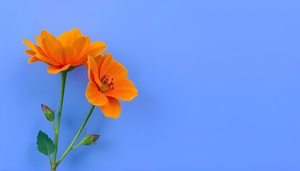 Periwinkle Blue CCCCFF and Burnt Orange FF