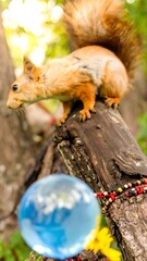 Obraz premium Red squirrel perched on a log, gazing downward, with a blurred glass ball in the foreground