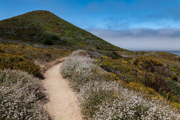 Eriogonum parvifolium, family Polygonaceae, dune buckwheat, coast buckwheat, cliff buckwheat, seacliff buckwheat. Soberanes Point Trail, California State Route 1, Monterey County, California. 