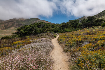 Eriogonum parvifolium, family Polygonaceae, dune buckwheat, coast buckwheat, cliff buckwheat, seacliff buckwheat. Soberanes Point Trail, California State Route 1, Monterey County, California. 