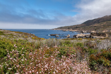 Obraz premium Eriogonum parvifolium, family Polygonaceae, dune buckwheat, coast buckwheat, cliff buckwheat, seacliff buckwheat. Soberanes Point Trail, California State Route 1, Monterey County, California. 