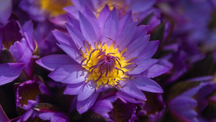 seamless background with purple lotus flowers and yellow heart for buddhism floral offering in sri lanka temple