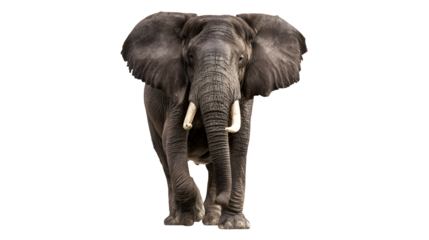 Majestic elephant with tusks, wildlife animal on the move on transparent background