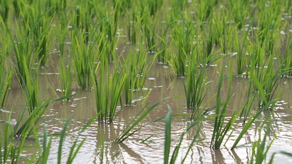 Obraz premium green grass in the water