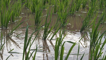 reeds in the lake