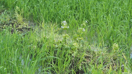green grass in the grass
