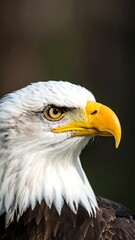 Fototapeta premium Close-up portrait of a bald eagle, head and shoulders, looking to the right, sharp focus, natural setting