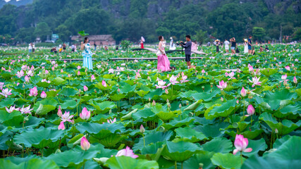 Mua cave in Ninh Binh, Vietnam has a giant lotus fields is also one of the most beautiful...
