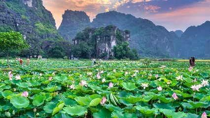 Tableau sur plexiglas Nature Mua cave in Ninh Binh, Vietnam has a giant lotus fields is also one of the most beautiful attractions in summer. It is a place chosen by many tourists to take photos on weekends  © huythoai