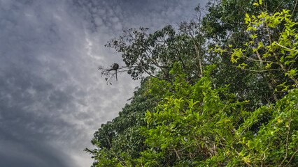 Lush green vegetation of the rain forest. Thickets of trees. On a thin branch, against the sky and clouds, sits a wild monkey, tail hanging down. Malaysia. Borneo. Kinabatangan River Nature Reserve. 