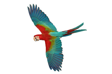 Colorful flying Green Wing Macaw parrot isolated on transparent background png file	