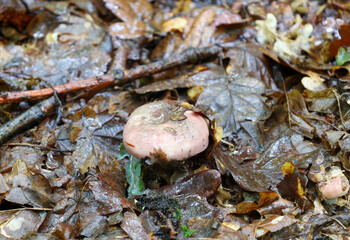 A small mushroom with a pink cap grows from the moist forest floor, covered with fallen leaves, branches, and moss. This shot conveys the atmosphere of an autumn forest, its richness, and the natural 
