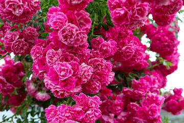 A floral background of pink climbing roses with a large number of small but lush inflorescences densely intertwined on a bush. This photo perfectly conveys the tenderness, lightness, and lushness of s