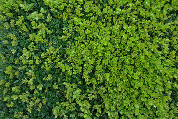 A close-up shot of dense evergreen shrub foliage, featuring a soft transition from dark green to bright lime green shades. This photo conveys the texture and richness of colors in living nature.