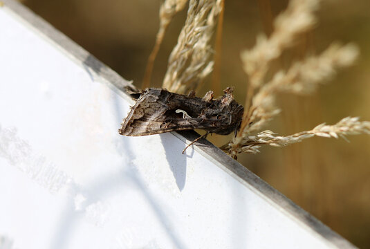 Gammaeule - Silver Y