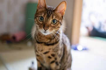 見つめる猫（ベンガルキャット）