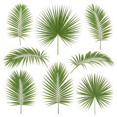 Fototapeta premium tropical palm fronds diverse collection for design projects