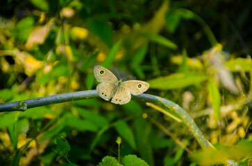 White butterfly, Aporia crataegi - perfect macro details. White cabbage butterfly on a flower. High-quality photo. Selective focus.