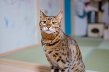 可愛いベンガルキャット