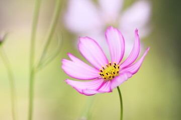 秋の野に咲くコスモスの花