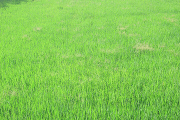 Green rice field background in top view for graphic design or wallpaper.