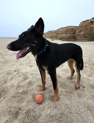 german shepherd dog at the beach.