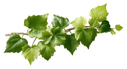 Close-up of a vine branch with vibrant green leaves