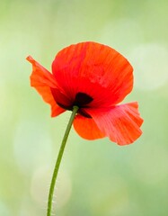 Fototapeta premium A single red poppy viewed from below, against a blurred green background