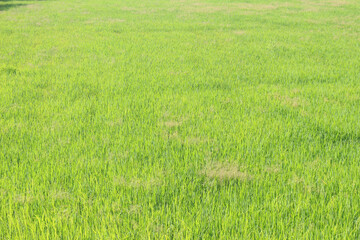 Green rice field background in top view for graphic design or wallpaper.